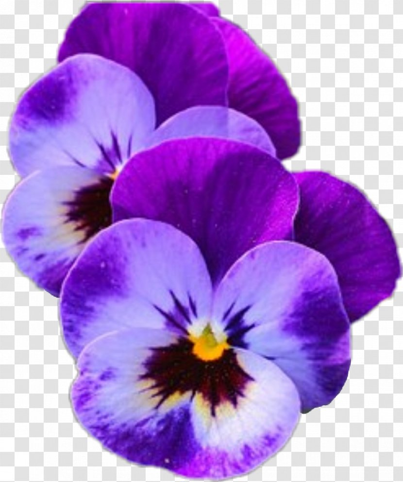 Pansy / Flower Garden Stock Photography - Violet Transparent PNG