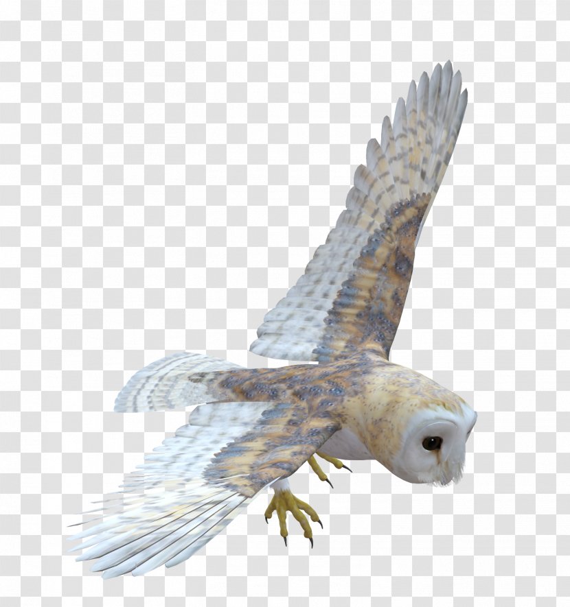 Owl Bird Of Prey Feather - Dinosaur - Owls Transparent PNG