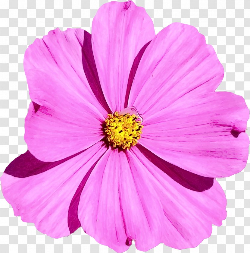 Garden Cosmos Mallows Annual Plant Herbaceous Pink M - Family Transparent PNG