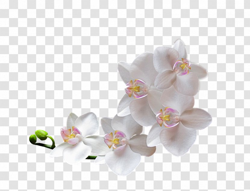 Moth Orchids Cut Flowers Floral Design - Flowering Plant - Flower Transparent PNG