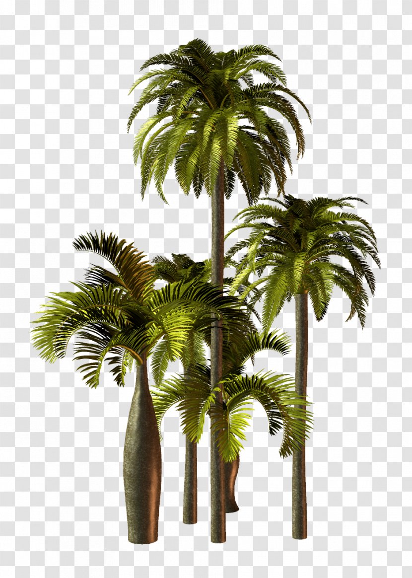 Asian Palmyra Palm Trees Flowerpot Plants Transparent PNG