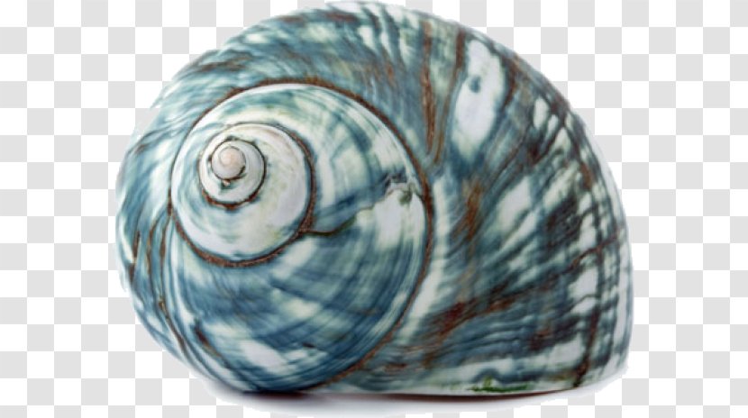 Seashell Sea Snail Gastropod Shell - Seawater Transparent PNG
