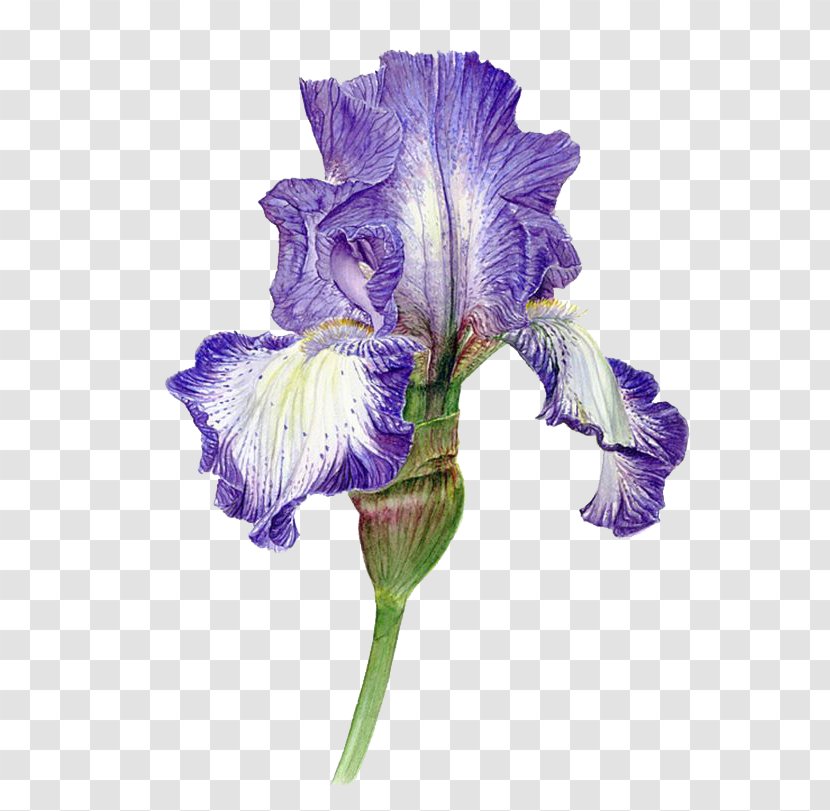 Watercolour Flowers Watercolor: Watercolor Painting Purple - Flower Transparent PNG