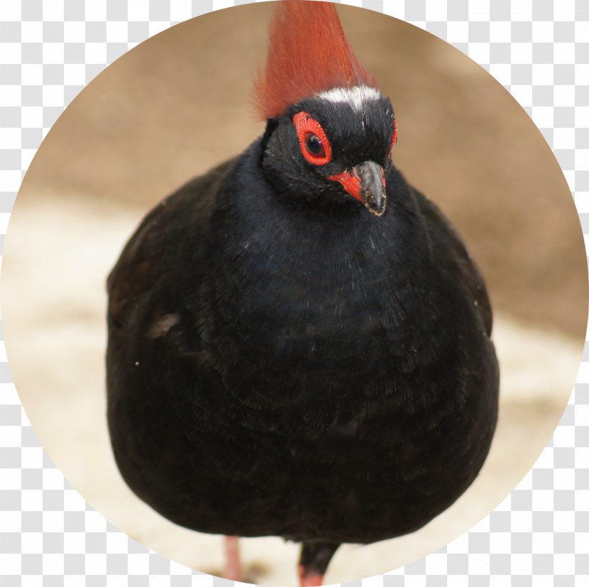 Beak Galliformes - Bird - Florest Transparent PNG