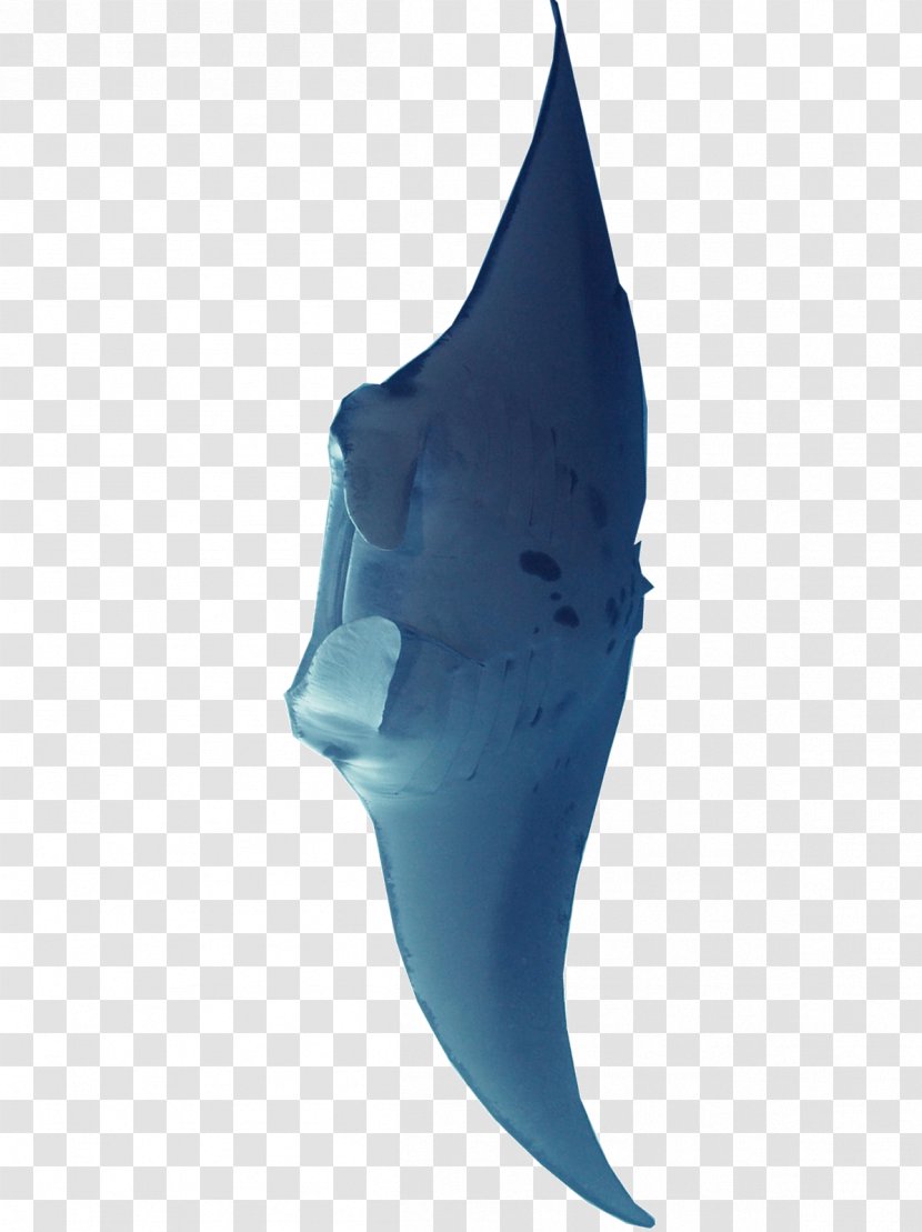 Shark Marine Mammal Turquoise Teal Fish - Biology - Creative Kites Transparent PNG