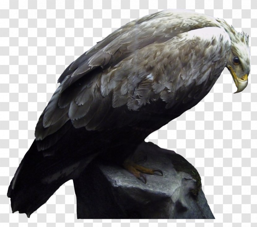 Bird Download PhotoScape Clip Art - Deviantart - Macaw Transparent PNG