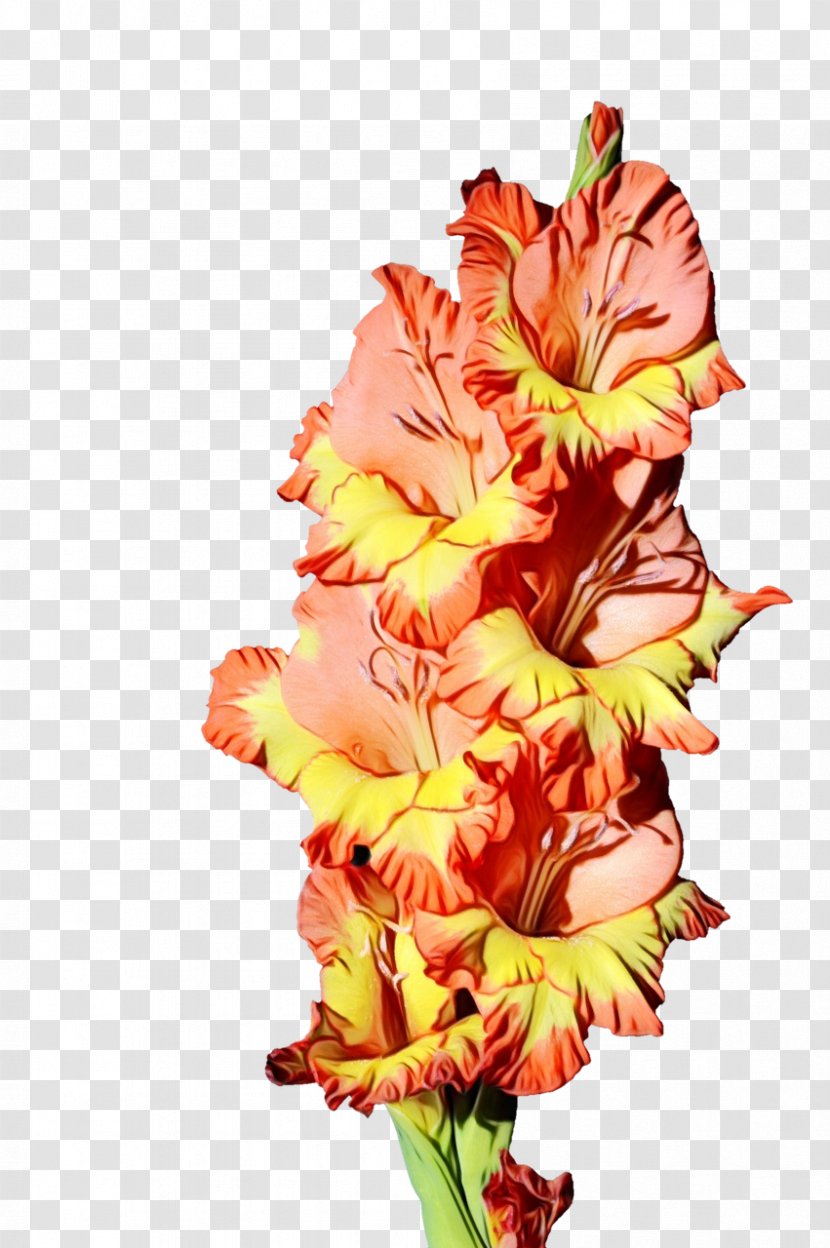 Flower Flowering Plant Cut Flowers Gladiolus - Amaryllis Belladonna - Perennial Transparent PNG