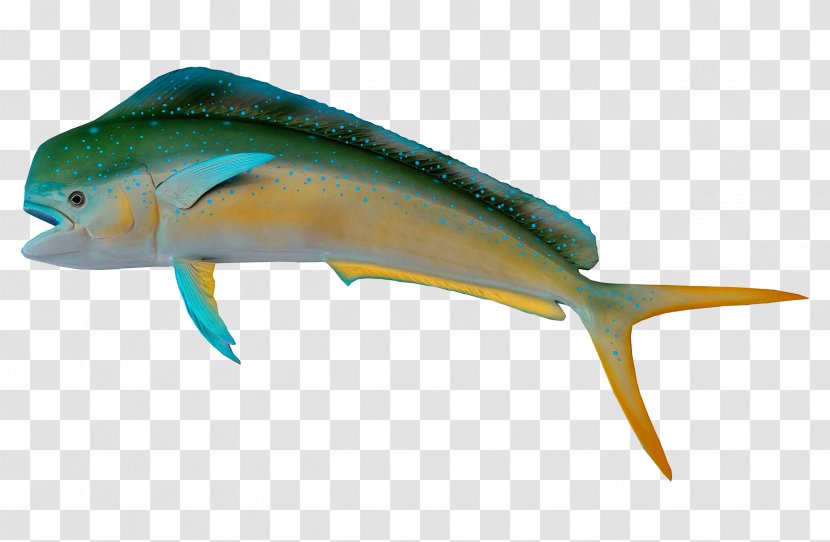 Fish Marine Biology - Ephippidae Transparent PNG
