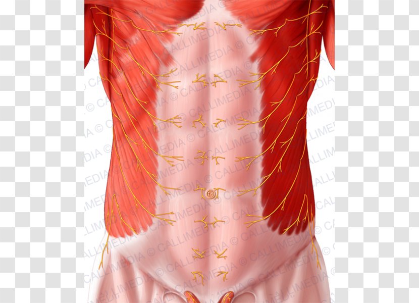 Abdomen Abdominal Wall Rectus Abdominis Muscle Thoraco-abdominal Nerves - Human Body - Anatomy Transparent PNG