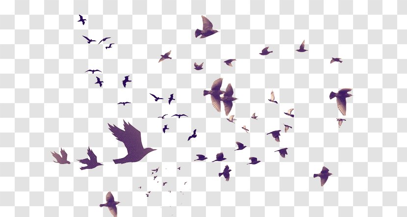 Bird Brush Photography - Flying Transparent PNG