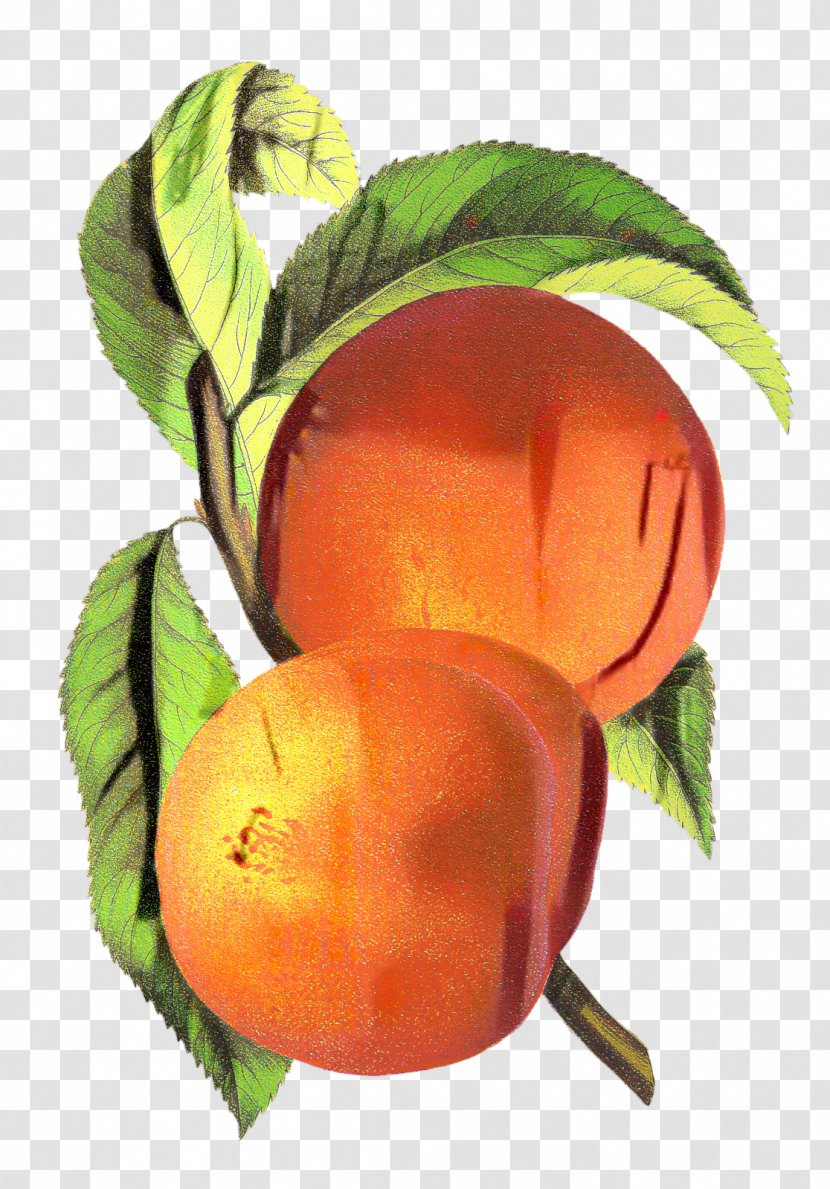 Trees Cartoon - Drawing - Nectarine Tangerine Transparent PNG