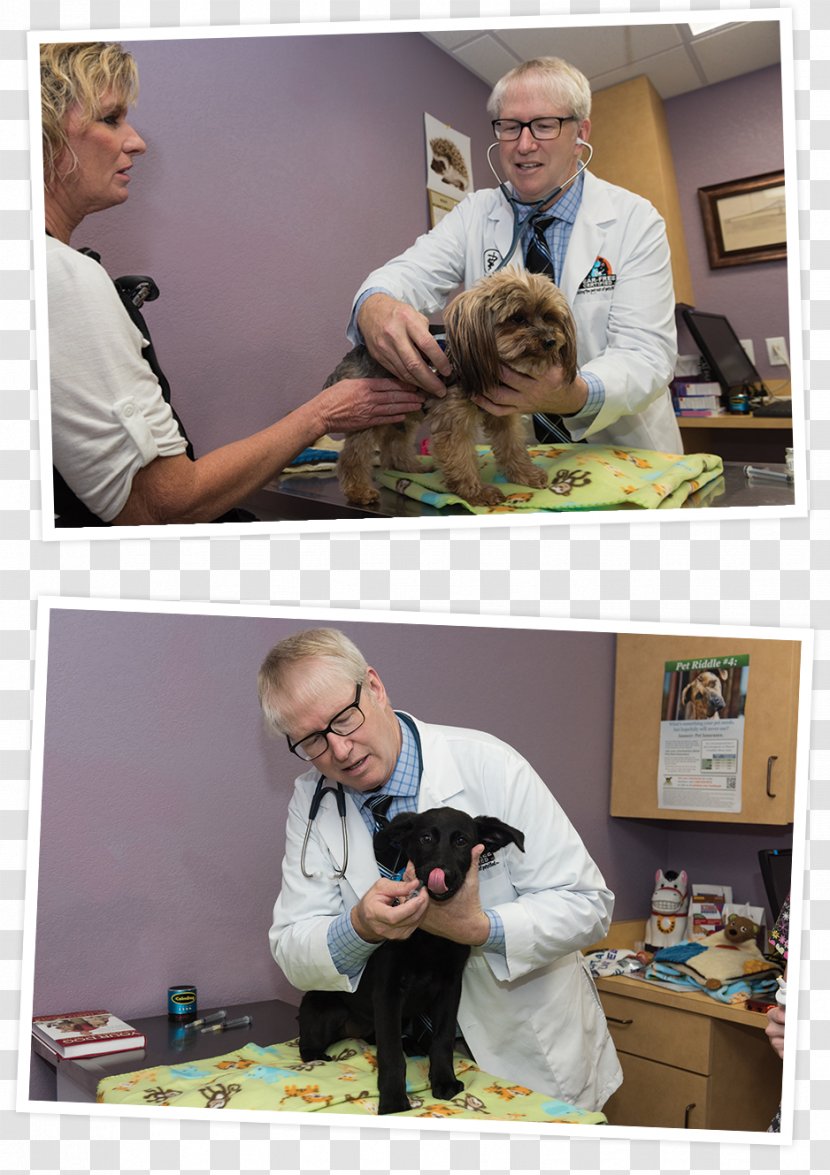 Dog Puppy Mill Canidae Veterinarian Transparent PNG