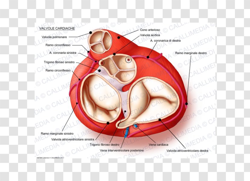 Heart Valve Anatomy Mitral - Watercolor Transparent PNG