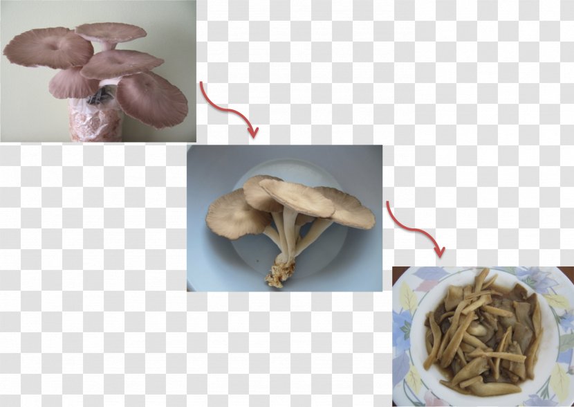 Organism - Fried Mushroom Transparent PNG