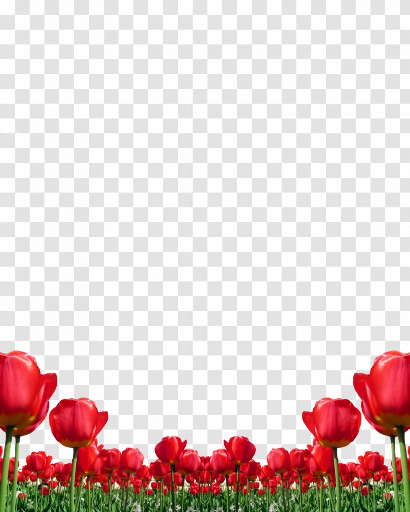 Tulip Red Clip Art Flower - Mothers Day Background Templates Tulips Transparent PNG