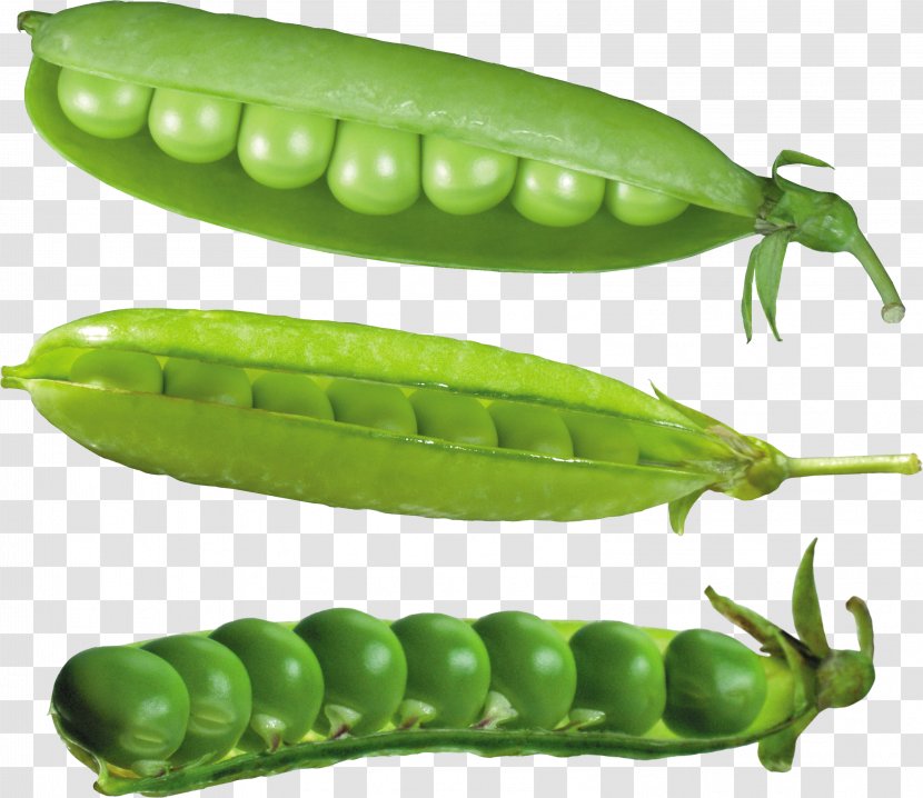 Snow Pea Common Bean Legume - Food Transparent PNG