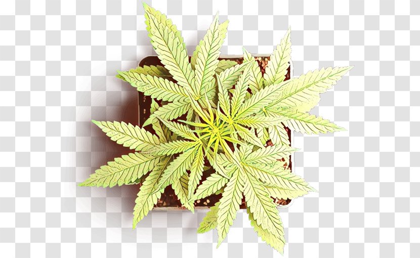 Leaf Plant Flower Hemp Family - Houseplant Cinquefoil Transparent PNG