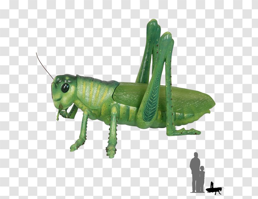 Insect Grasshopper Caelifera Locust Length - Reproduction Transparent PNG