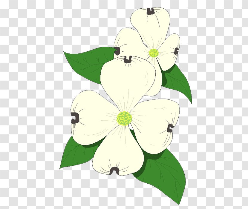 Flowering Dogwood Bract Clip Art - Cut Flowers - Lotus Transparent PNG