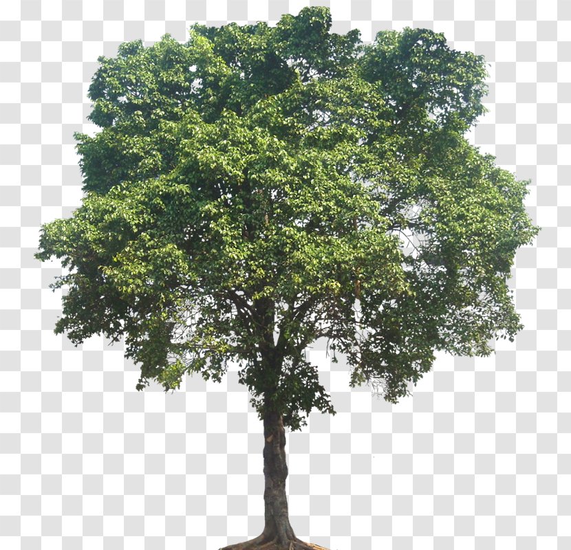 Quercus Suber Populus Nigra Weeping Fig Tree Transparent PNG
