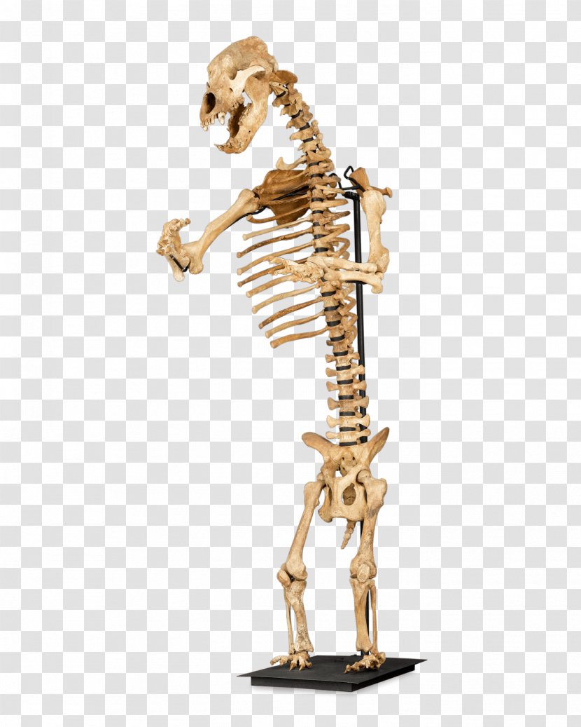 Cave Bear Skeleton Giraffe Bone American Black - Human - Frame Transparent PNG
