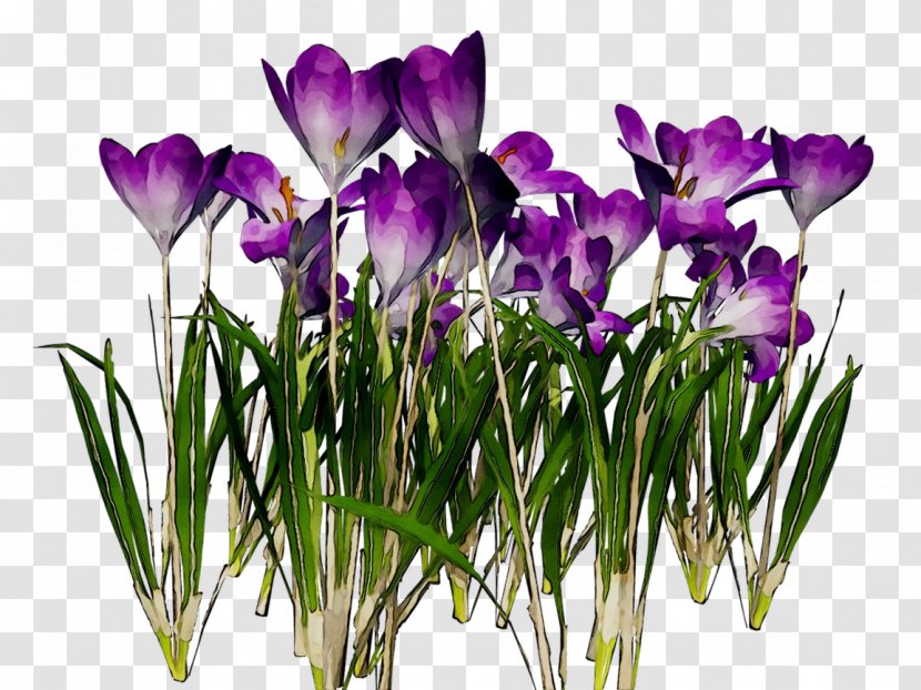 Crocus Purple Cut Flowers Violet Family M Invest D.o.o. - Cartoon - Tree Transparent PNG