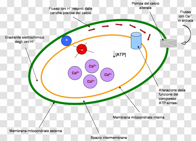 Circle Point Diagram - Organism Transparent PNG