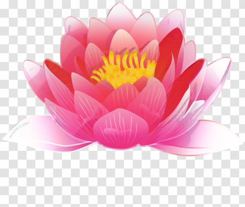 White Lily Flower - Sacred Lotus - Magenta Proteales Transparent PNG