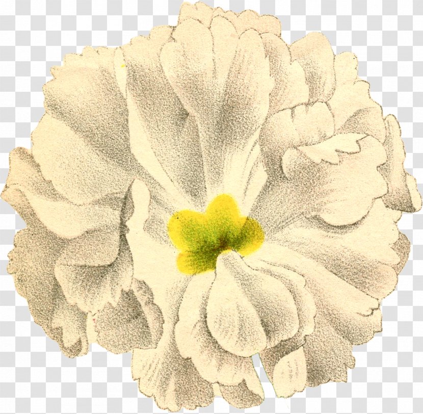 Petal Follow Your Inner Moonlight; Don't Hide The Madness. Cut Flowers Canvas - Flowering Plant - White Fairy Transparent PNG