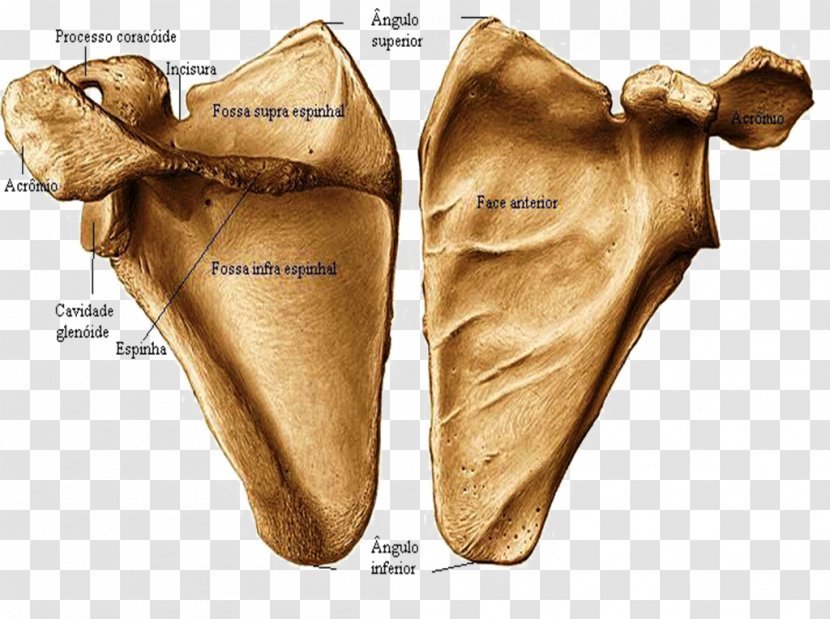 Scapula Frontal Bone Anterior Joint - Atlas - Figura Humana Transparent PNG