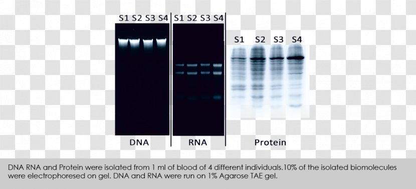 Brand Multimedia - Spin Column Dna Extraction Transparent PNG
