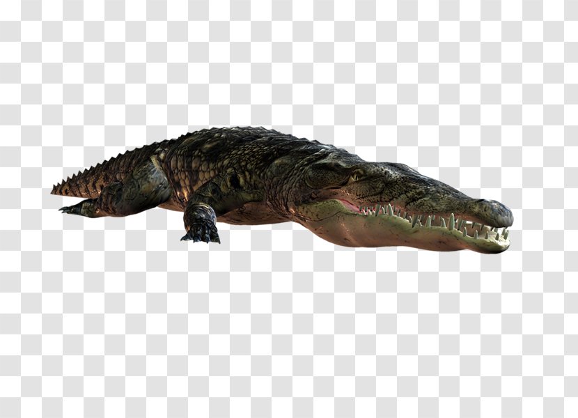 Nile Crocodile American Alligator Terrestrial Animal - Reptile Transparent PNG
