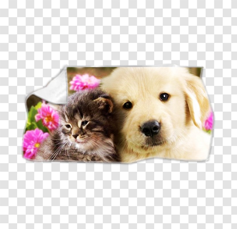 Puppy Cat Kitten Golden Retriever Pug - Love Transparent PNG