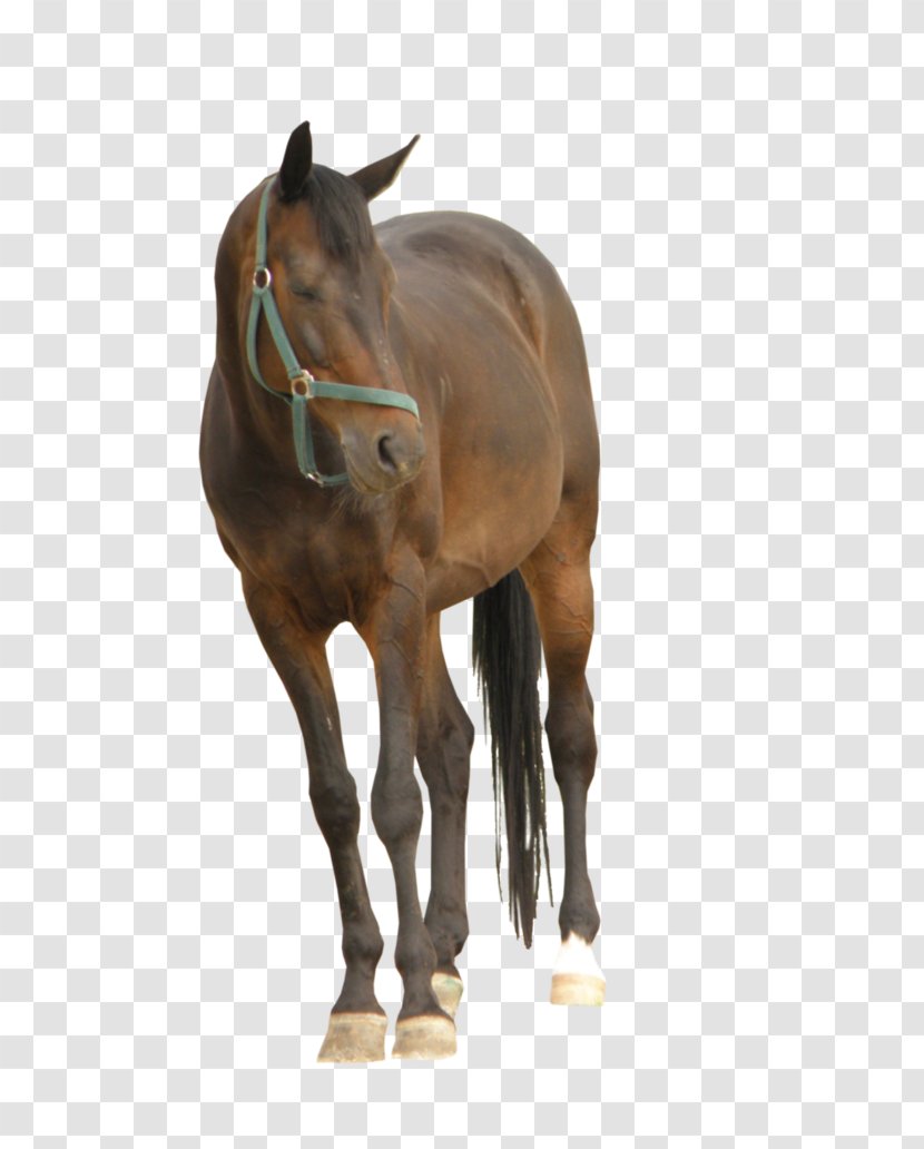 Mare Mustang Foal Halter Stallion - Colt Transparent PNG