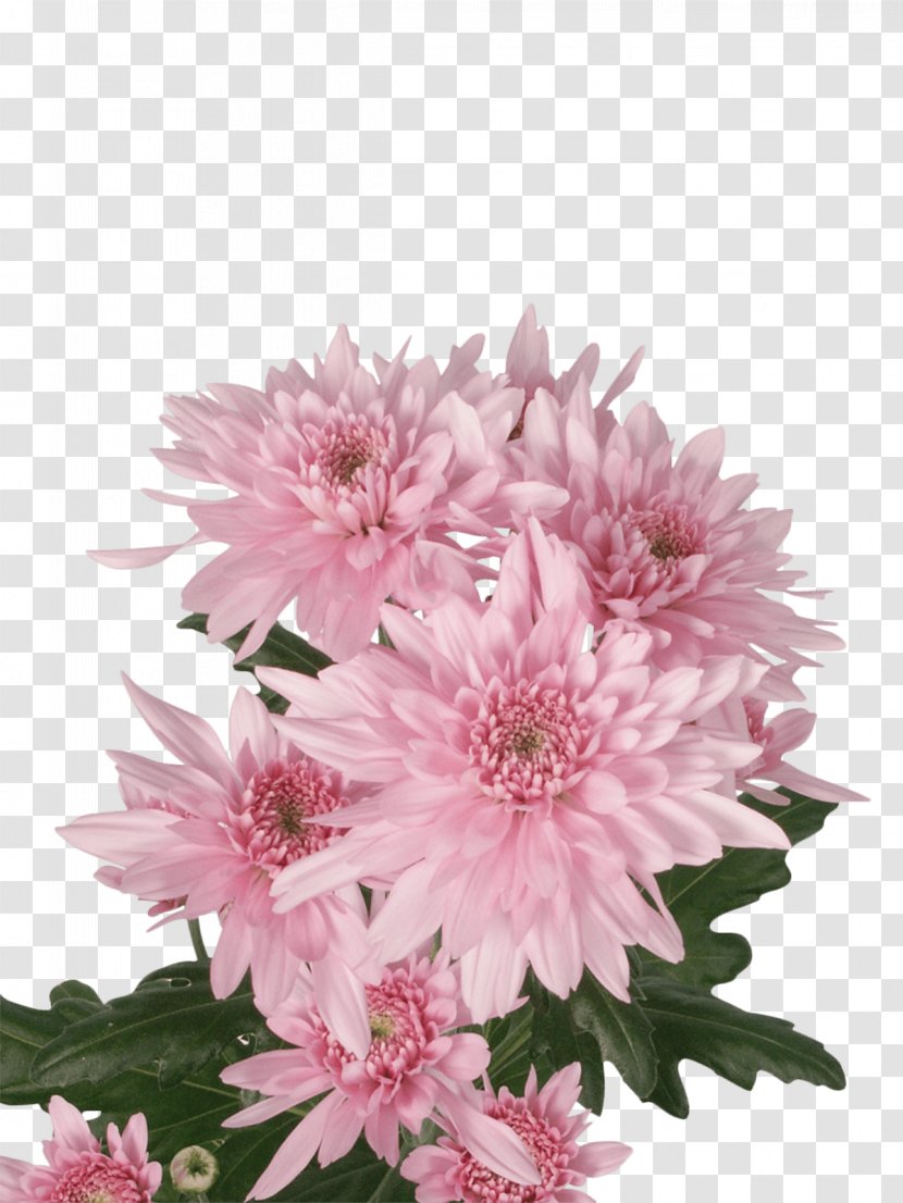 Chrysanthemum Royal Van Zanten Cut Flowers Floral Design Transparent PNG