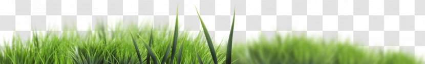 Leaf Gratis - Plant Stem - Grass Transparent PNG