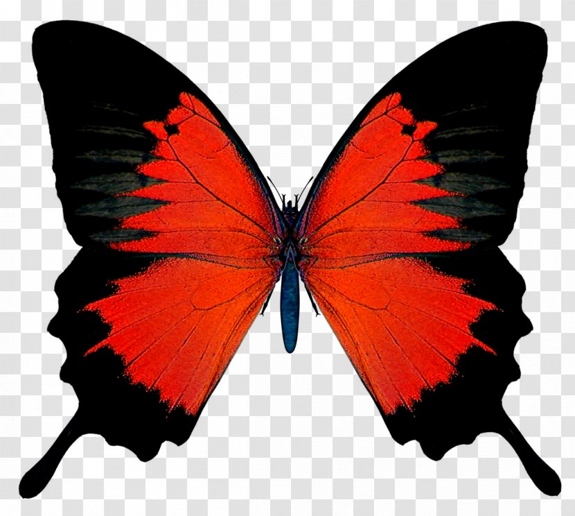 Butterfly Red Admiral Clip Art - Moths And Butterflies - Cliparts Transparent PNG