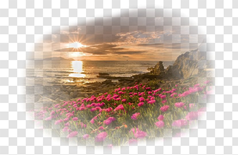 Desktop Wallpaper Flower IPhone High-definition Television - 4k Resolution Transparent PNG
