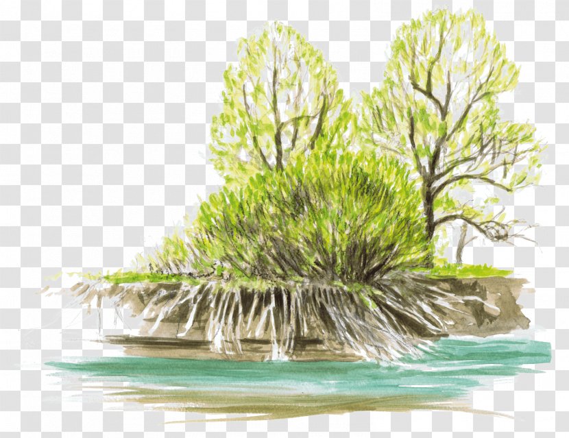 Tree - Organism - Grass Transparent PNG
