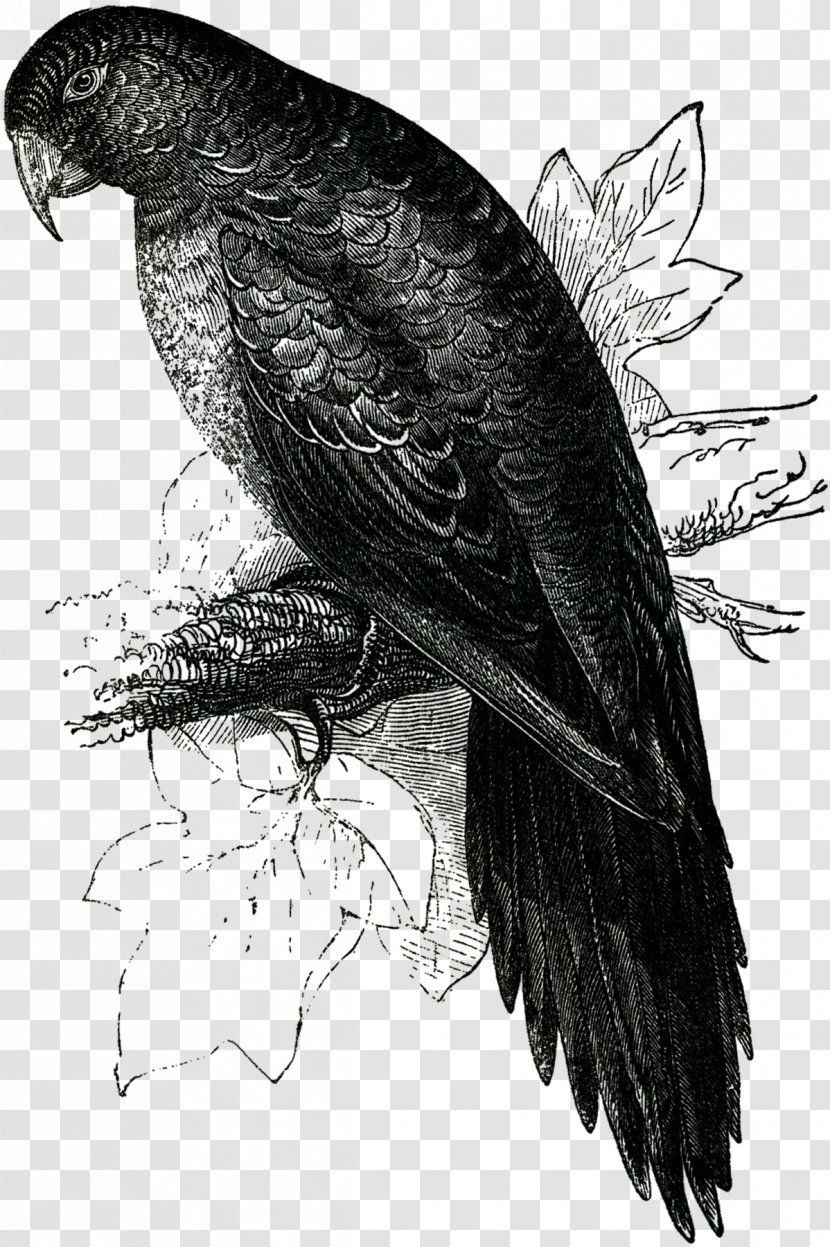 Bald Eagle Buzzard Vulture Hawk Beak - Tropical Birds Transparent PNG