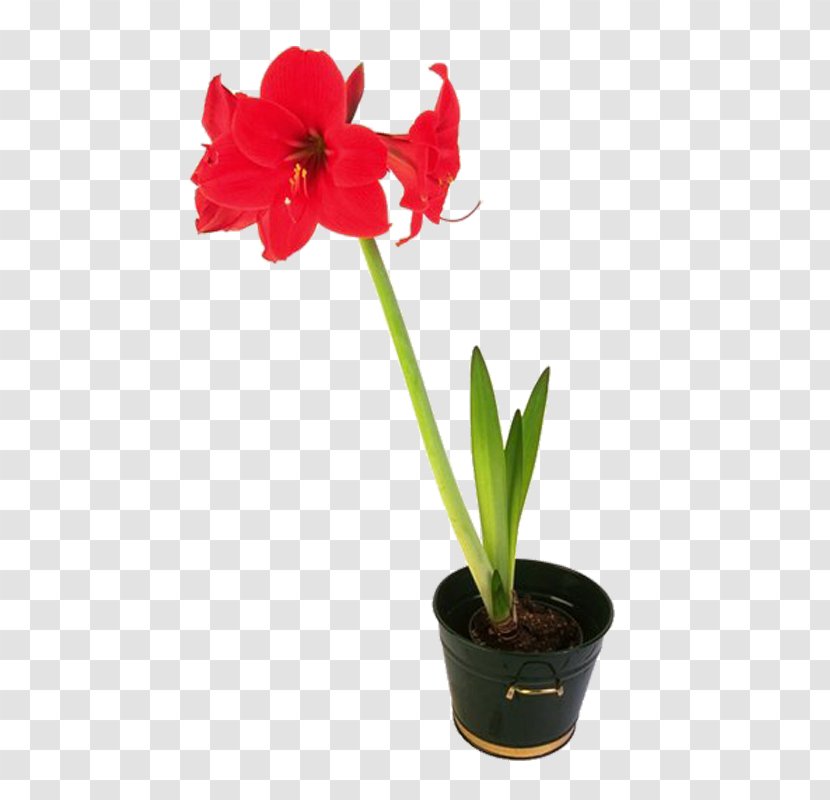 Amaryllis Flowerpot Clip Art - Seed Plant - Flower Transparent PNG