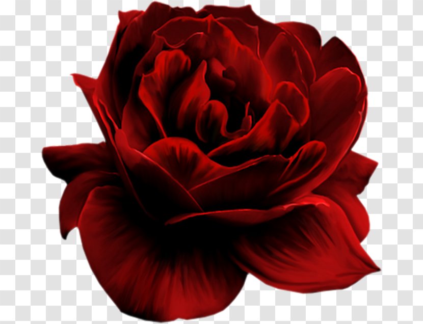 Rose Clip Art - Red Transparent PNG