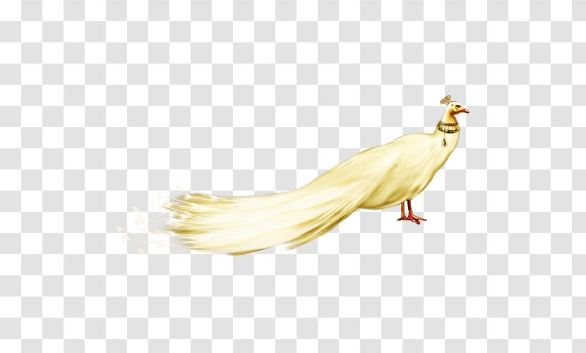 Peafowl White - Map - Peacock FIG. Transparent PNG