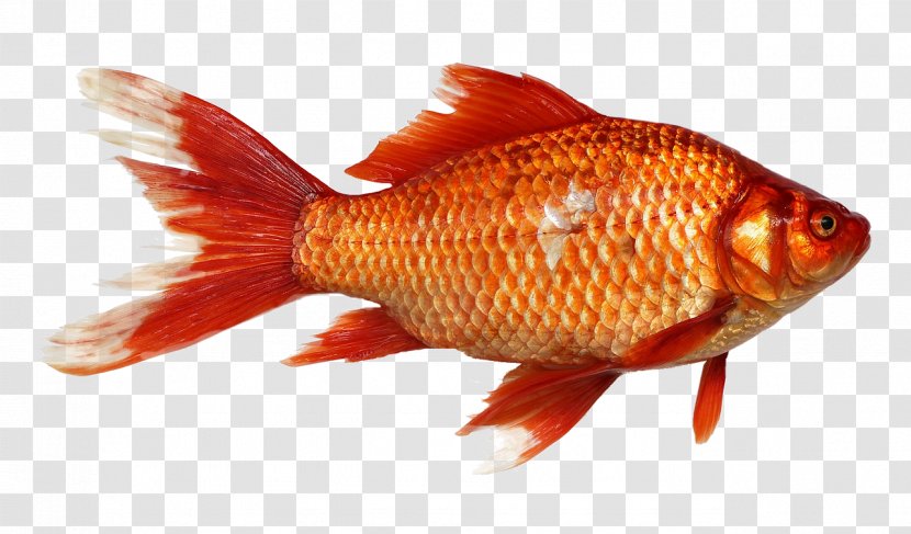Goldfish Carp - Tail Transparent PNG