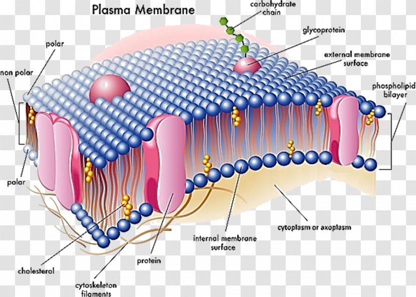 Cell Membrane Biological Nuclear Envelope - Flower - Polar Biology Transparent PNG
