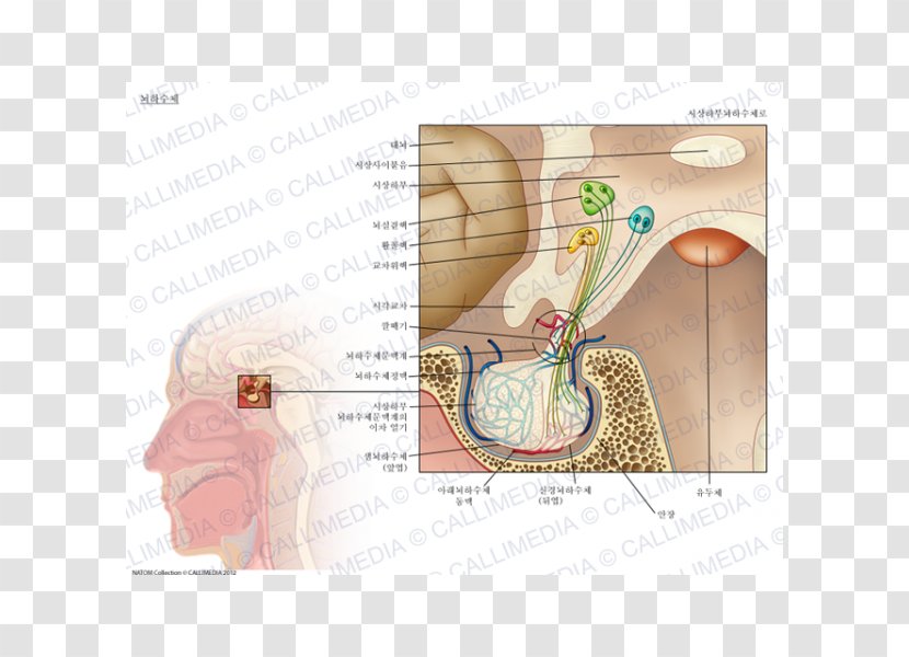 Pituitary Gland Endocrine Anatomy Posterior - Heart - System Transparent PNG