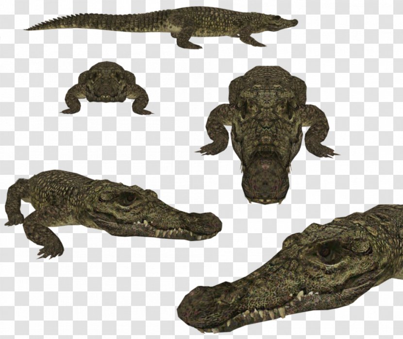 Nile Crocodile Crocodiles Zoo Tycoon 2 American Alligator - Komodo Transparent PNG