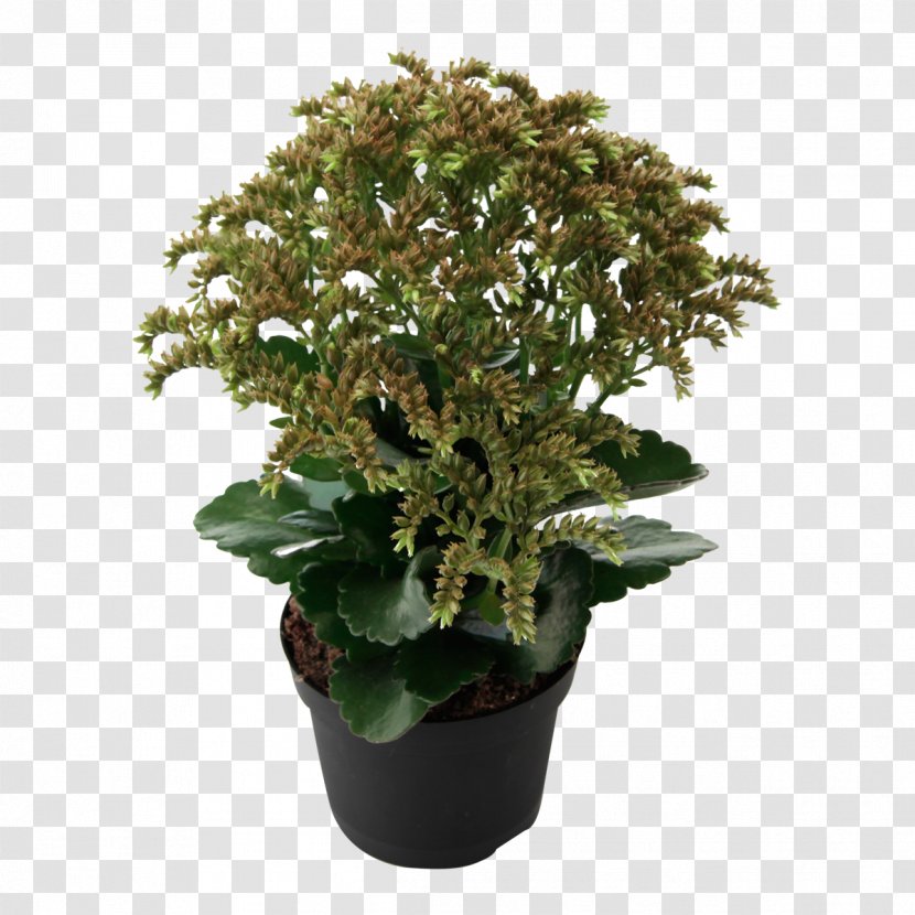 Bryophyllum Daigremontianum Houseplant Chocolate Soldier Kalanchoe Thyrsiflora Hildebrandtii - Evergreen - Potted Succulents Transparent PNG