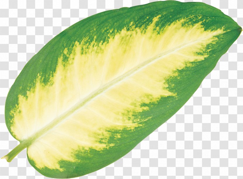 Leaves - Fruit - Vegetable Transparent PNG