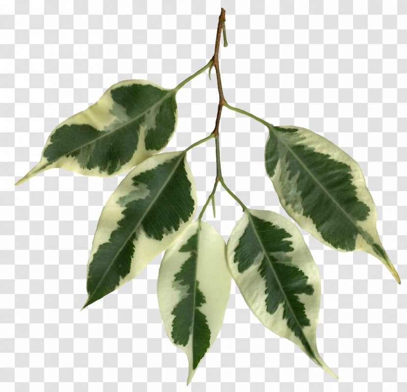 Weeping Fig Fiddle-leaf Variegation Plant Stem - Twig - Banana Leaves Transparent PNG